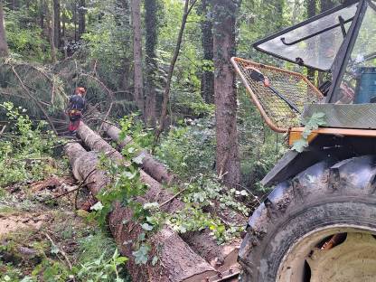 Bild 5:Langholzrücken