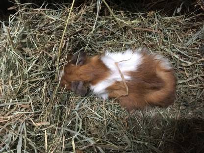 Bild 2:Junge Meerschweinchen und Zwergkaninchen