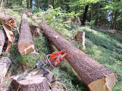Bild 7:Holzeinschlag, Verkehrssicherung, Sturmholz