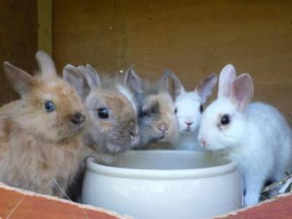 Bild 3:Junge Meerschweinchen und Zwergkaninchen