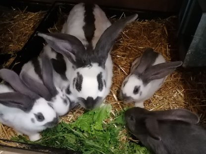 Junge Riesenschecken Kaninchen