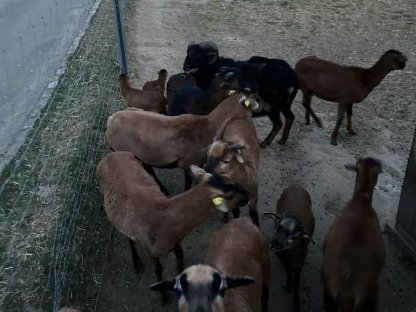 Bild 5:Verkaufe Kamerunschafe
