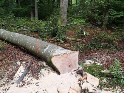 Bild 4:Holzeinschlag, Verkehrssicherung, Sturmholz