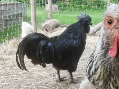 Ayam Cemani Hahn (Giggo)