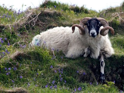 Scottish Blackface