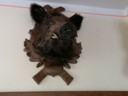 Bild 5:Jagdtrophäen wegen Todesfall zu verkaufen