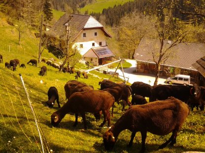 Jungschafe aus Juraschafherde von Longo mai zu verkaufen