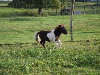 Bild 6:Pony/Minishetty