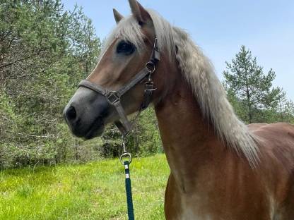 Haflinger Stute