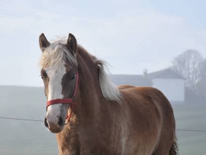 Haflinger Stutfohlen