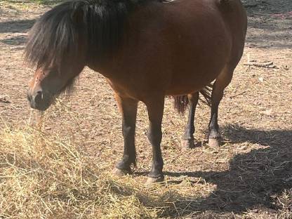 Pony-Stuten suchen neues Zuhause