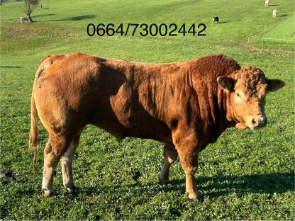 Limousin-Stier