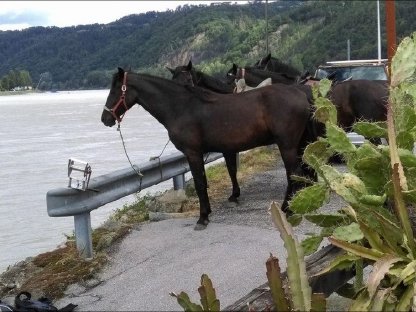 Bild 6:Tief schwarze Spanische Pferde