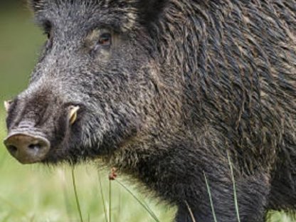 Treibjagd auf Wildschwein in Kroatien