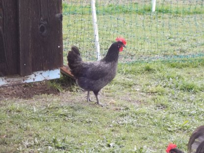 Bild 5:Bresse Gauloise Bleu