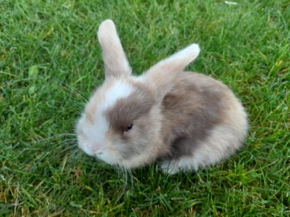 NHD Zwergwidder Kaninchen - Babys