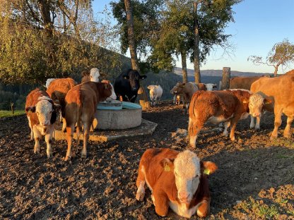 Bio Einsteller Kalbinnen zu verkaufen