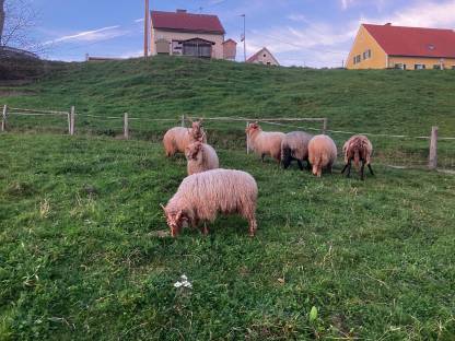 Bild 2:Widder, Bock ungarisches Zackelschaf