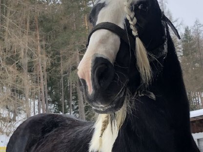 Bild 4:Tinker Hengst gekört