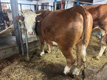 Verkaufe BIO Fleckviehkalbin mit Horn