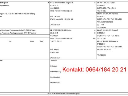 Bild 6:HB PINZGAUER Zuchtböcke