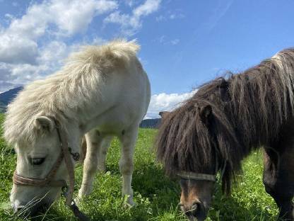 Ponys Chilli und Chico