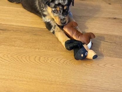 Rottweiler x Aussie Mädchen, 11 Wochen jung