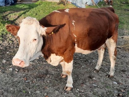 Bio-Kuh mit Kalb