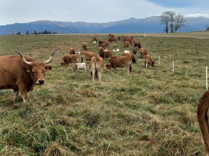 Bild 2:Bunte Herde Kamerunschafe