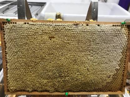 Bild 6:Mühlviertler Honig