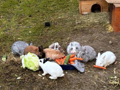 Kaninchen, Löwenkopf, Zwergkaninchen