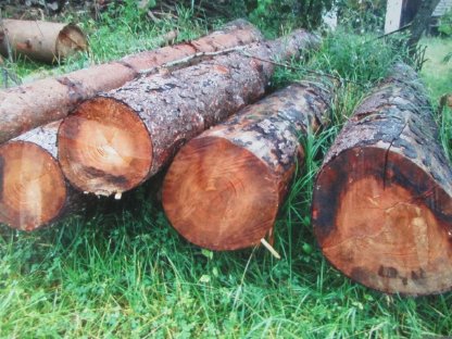 Bild 3:Blochholz Rundholz bis 50 cm stark für Bau oder Brennholz