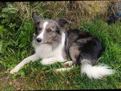 ÖKV reinrassiger Border Collie Rüde