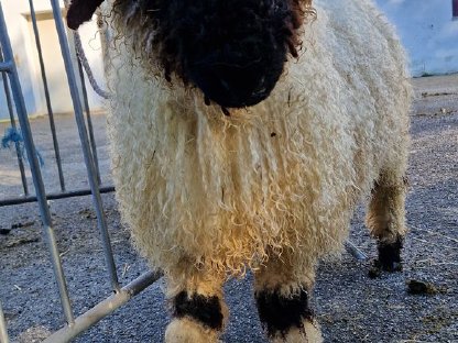 Bild 5:Walliser Schwarznasen Auen und Widder