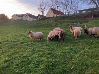 Bild 3:Widder, Bock ungarisches Zackelschaf