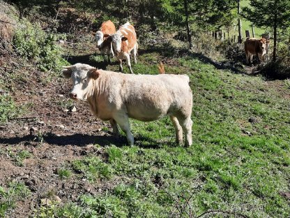 Charolais Kalbinnen