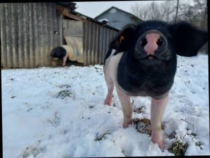 Frischfleisch vom Freilandschwein