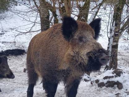 Wildschweine