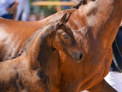 Bild 2:Dressurbetontes Hengstfohlen mit Qualität zu verkaufen