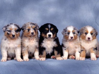 Australian Shepherd Welpen abzugeben