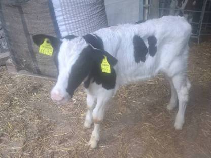 Holsteinstierkalb