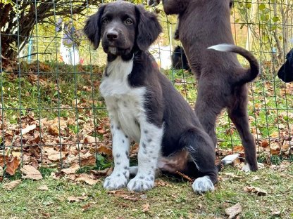 Australian Shepherd-Münsterländer Welpe