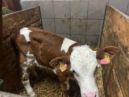 Stierkalb Mastkalb Fleckvieh