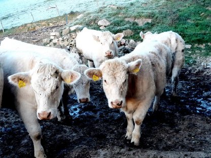 Charolais Zuchttiere weiblich