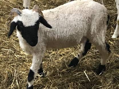 Walliser Schwarznasenschaf Aue