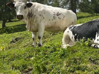 Pustertaler Sprinzen Kuh mit Kuhkalb BIO