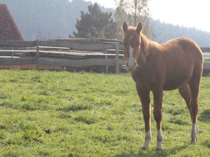 Jon-Quarter Horse Hengstfohlen