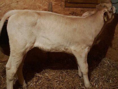 Brown Swiss Kuhkalb