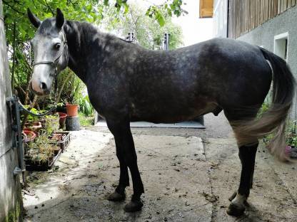 Ultra dringend: 5-jähriger ungarischer Warmblut-Wallach