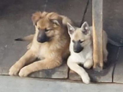 Zauberhafte Spitz-Schäferhund-Welpen suchen ihr Für-Immer-Zuhause